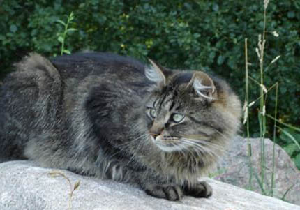 西伯利亚森林猫呕吐拉肚子的原因及处理方法