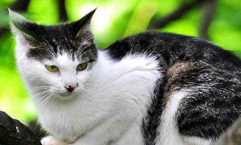猫死后有什么要注意的吗?