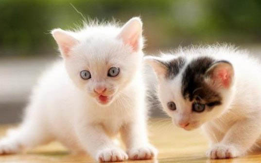 小猫打喷嚏是感冒了吗