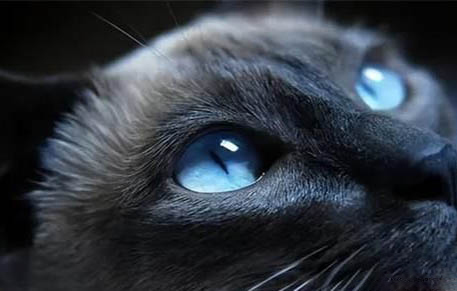猫的鼻子是干的还是湿的