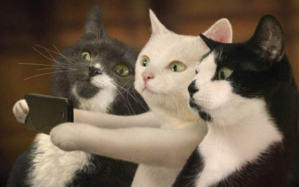 眼睛是蓝色的猫咪是什么品种?