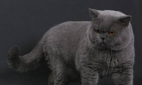 猫咪为什么会害怕水晶