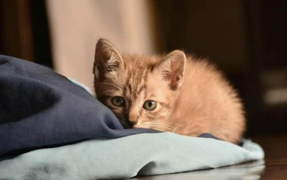 猫咪洗完澡呕吐的原因及处理方法