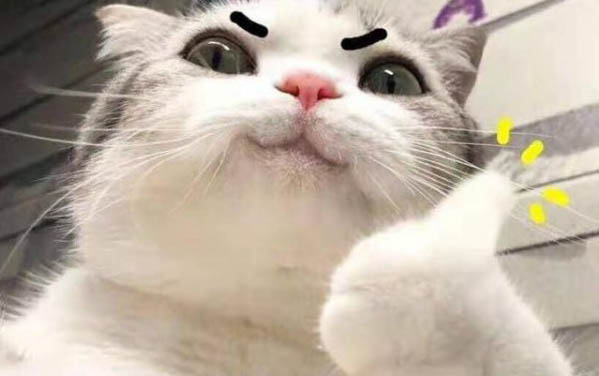 猫生了小猫之后应该给吃什么?
