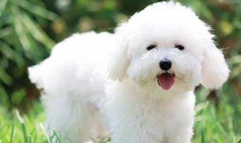 如何检测狗狗得了细小或犬瘟