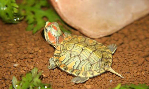 巴西龟龟壳上翘怎么办