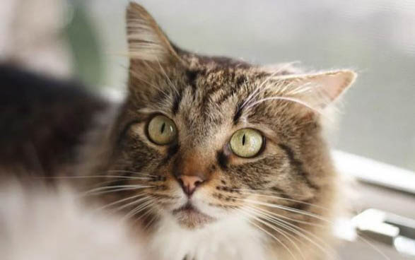 如何判断刚出生的小猫死没死？