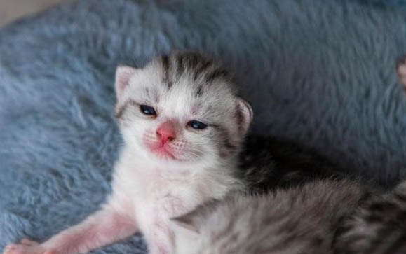 小猫可以吃什么呀?