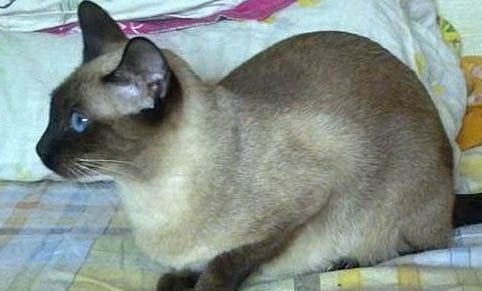 暹罗猫一般长多少斤