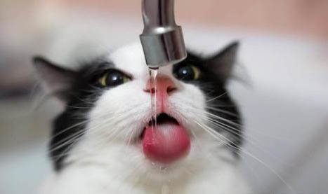 猫到处乱拉尿怎么办