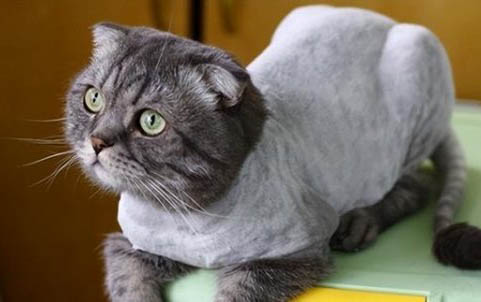 猫咪呼吸有鼻涕声是怎么了