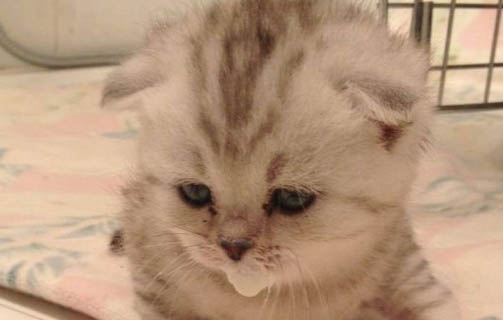 刚出生的小猫怎么排便
