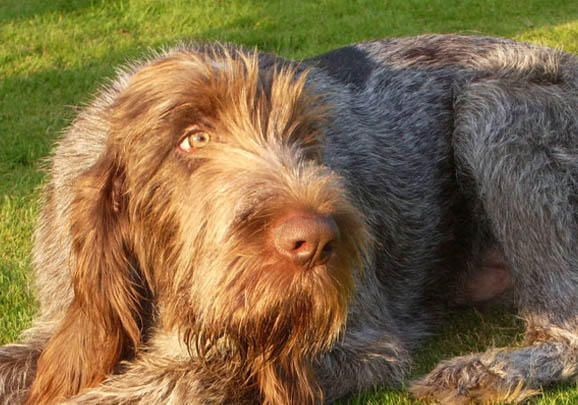 狗狗狂犬病症状表现