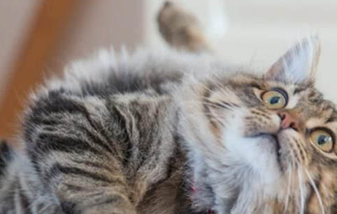 缅因猫呕吐拉肚子的原因及处理方法
