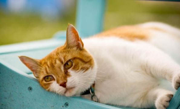 猫咪怀孕期间呕吐