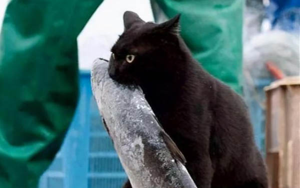 小猫发情期一般多久