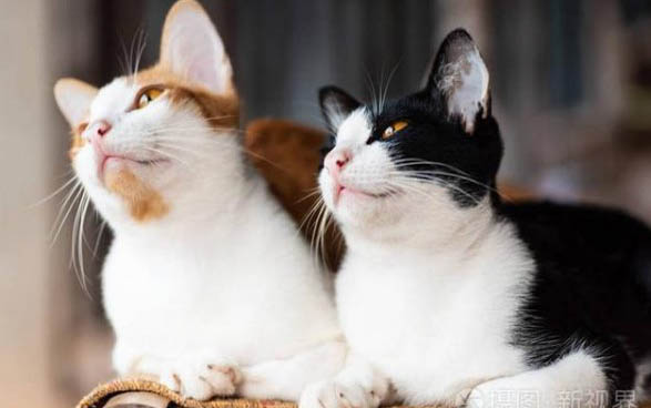 猫咪耳朵里有黑色点点怎么回事