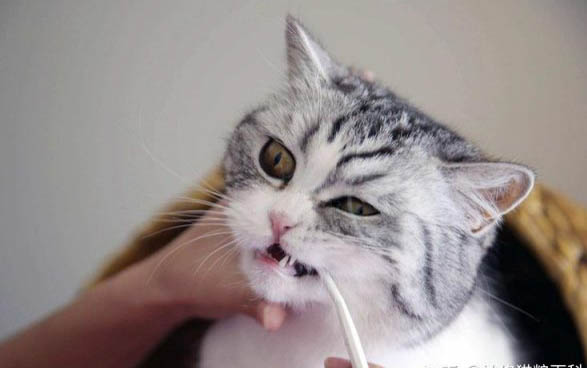 猫咪打过猫瘟疫苗还会得猫猫吗