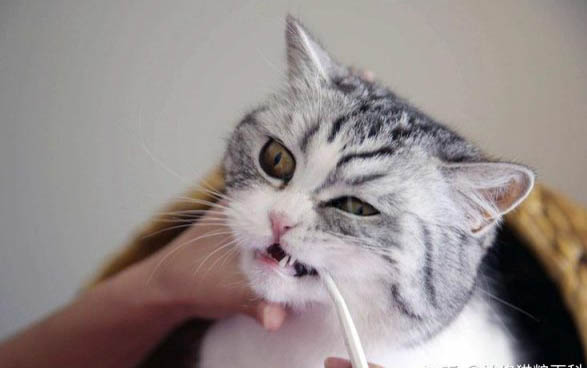 猫咪掉胡子是什么原因啊