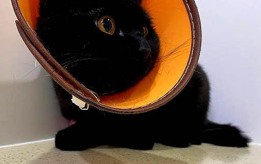 猫咪有哪些行为特征