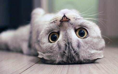多大的猫能洗澡