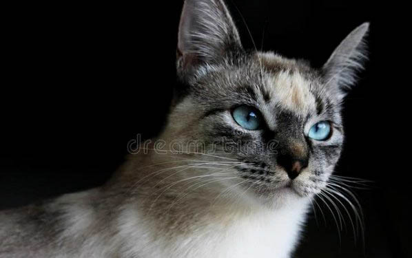 猫咪总是吐但是吐不出来咋回事