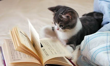 请问猫咪呕吐的原因及处理方法?