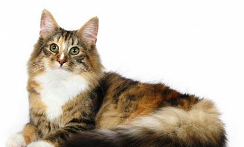 猫能吃生鸡蛋么?
