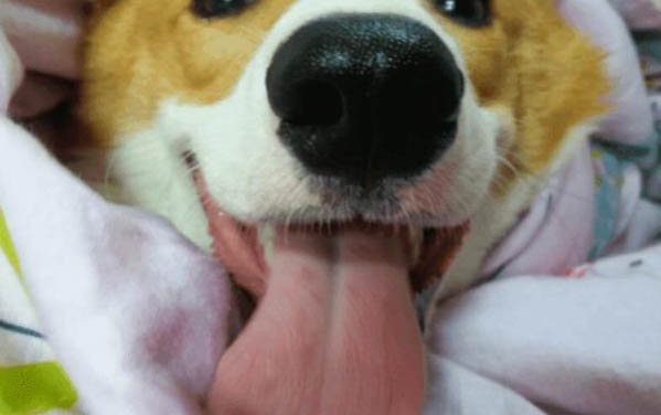 小狗品种都有啥小型