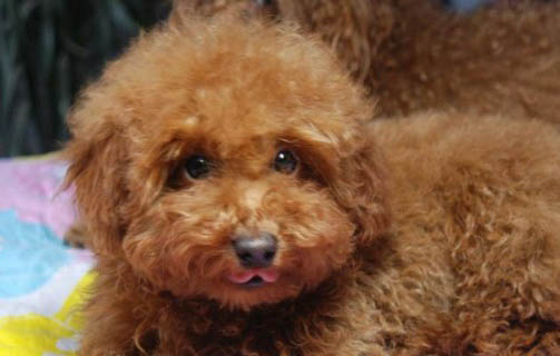 狗可以吃梨吗