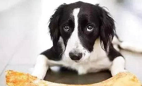 狗死了会去哪里