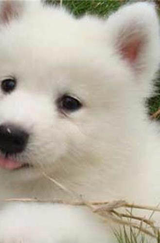 狗狗球虫会不会拉肚子