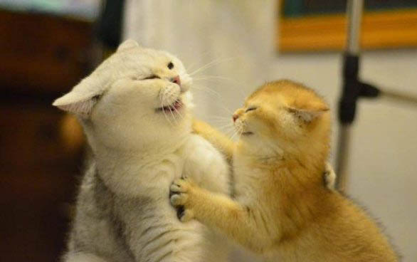小猫一般多少天睁眼