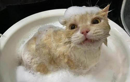 刚出生的小猫咪多长时间可以断奶