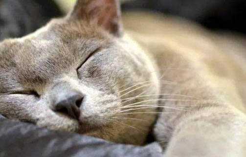 猫咪张着嘴巴呼吸急促怎么回事?