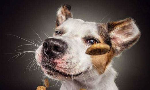 狗狗鼻子干就是生病么？