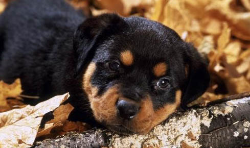 棉花面纱犬哪里有卖
