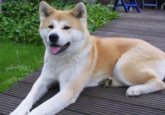 日本秋田犬老喝水的原因及处理方法