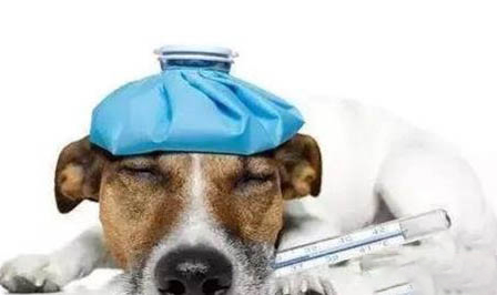 狗自己会产生狂犬病吗?