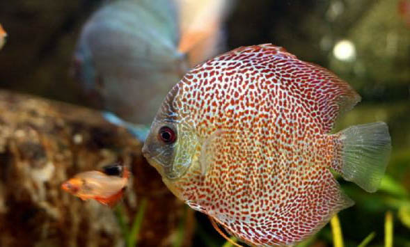 热带观赏鱼多久繁殖一次