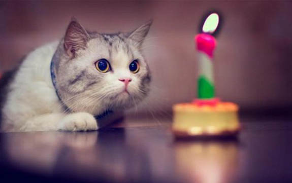 猫拉屎带血还有点稀是什么原因