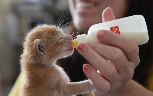 小猫晚上总是叫,不理它可以吗