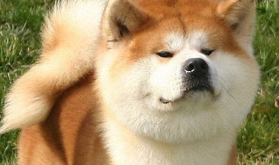 秋田犬和柴犬哪个好?
