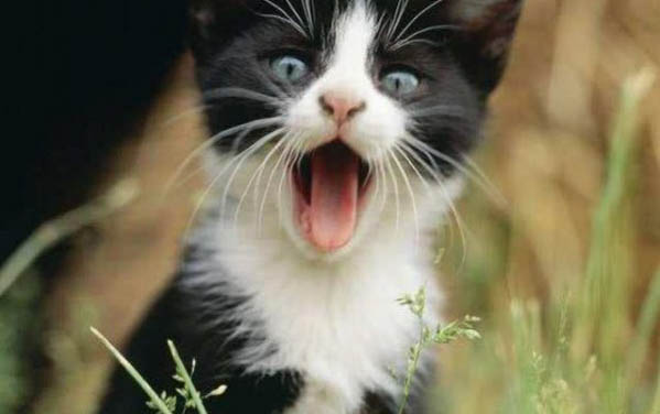 适合猫咪玩的触屏游戏