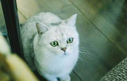 请问猫咪呕吐的原因及处理方法?