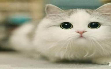猫咪怎么分公母
