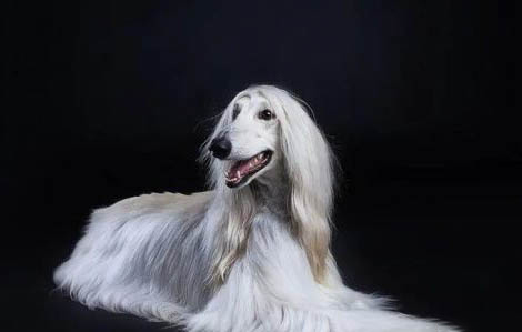 美国水猎犬突然不爱吃东西的原因是什么