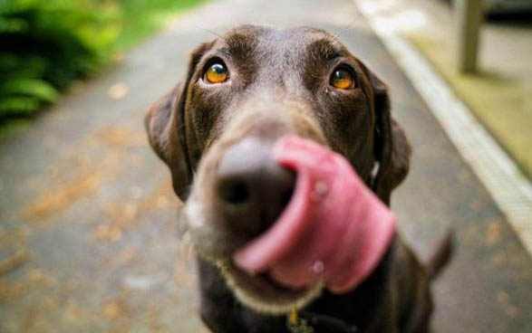 狗狗一到晚上就叫个不停