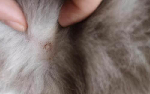 高铁能带猫咪吗