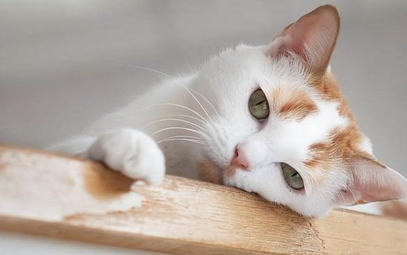 猫感冒可以吃人吃的感冒药吗